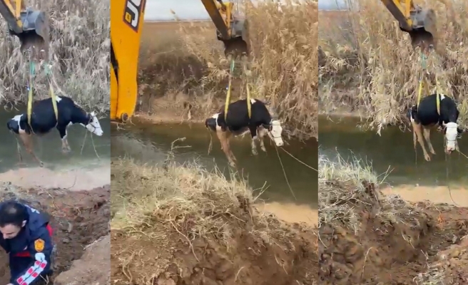 Sulama kanalına düşen inek kurtarıldı