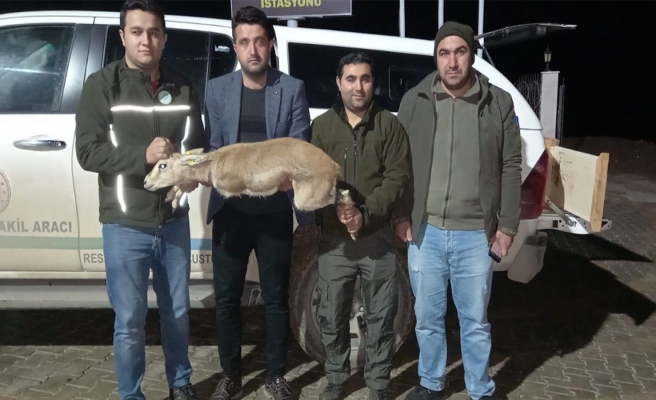 Yasa dışı ceylan bulunduran kişiye ceza