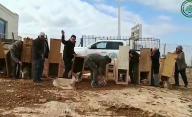 İzinsiz beslenen 8 ceylan doğal yaşamına salındı