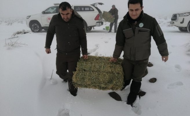 Soğukta kalan yabani hayvanlar unutulmadı