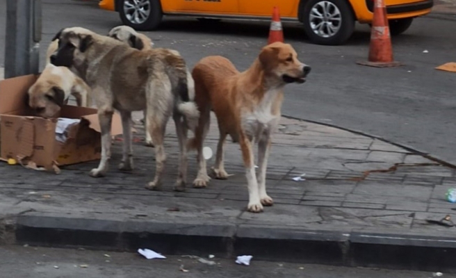 ‘Tehlike arz eden köpek ırkları’ hakkında duyuru!