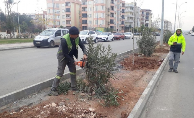 Viranşehir’de ağaç budama çalışması