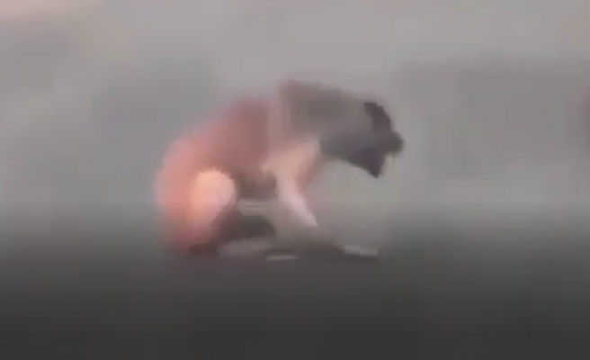 Köpeğe ateş edip yoluna devam etti!