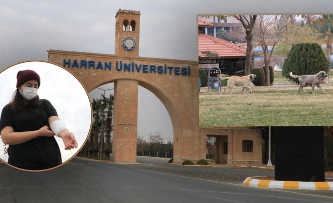 Urfa’da köpeklerin saldırısına uğrayan Rojin, travma yaşıyor