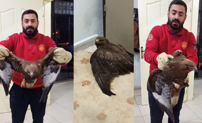 Urfa'da kartal operasyonu
