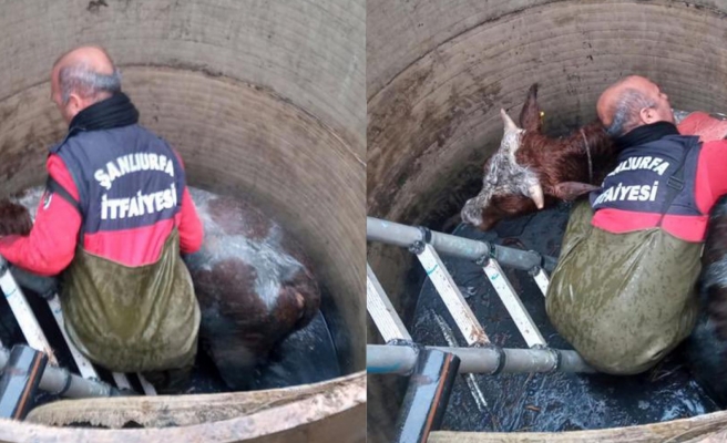 Su kanalına düşen ineğin yardımına itfaiye yetişti