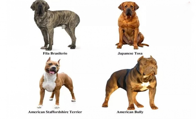 Tehlike arz eden köpek ırklarının kaydı için verilen süre bitti