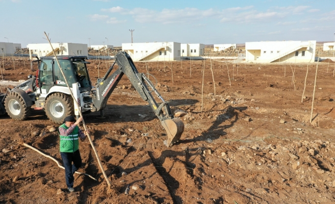 Şanlıurfa’da ağaçlandırma çalışması