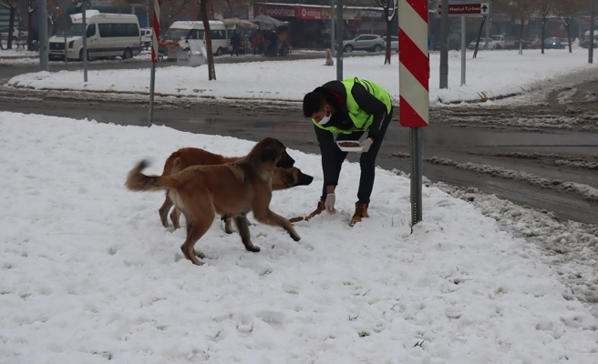Şanlıurfa'da soğuk havada sokak hayvanları unutulmadı