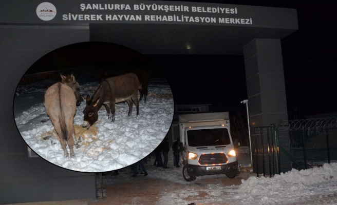 Siverek’te başıboş hayvanlar sıcak yuvaya kavuşturuldu