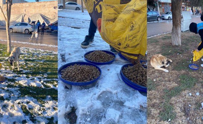 Eyyübiye Belediyesi ‘can dostları’ unutmadı
