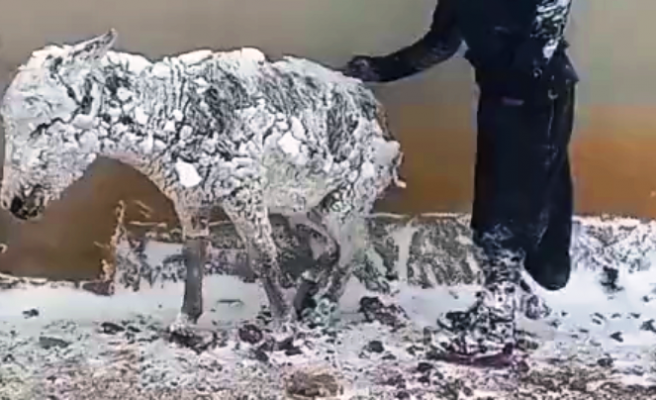 Ahıra kapatmak yerine soğuğa terk edildi