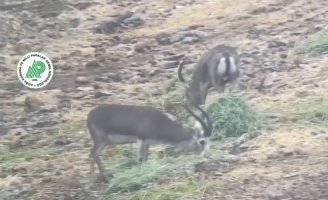 DKMP’den ceylanlara yem yardımı