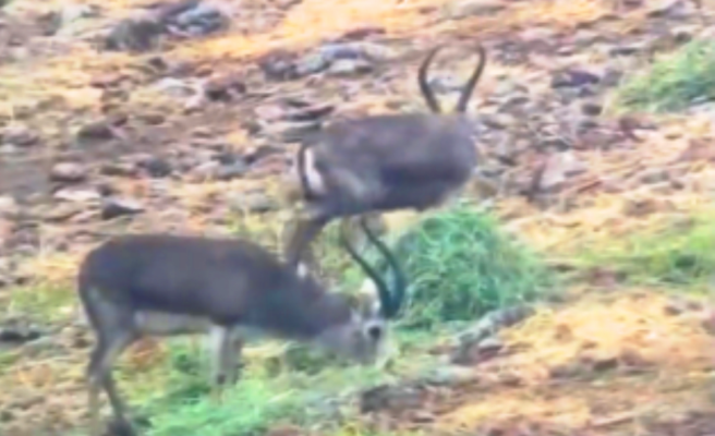 Ceylanlar için doğaya yem bırakıldı!