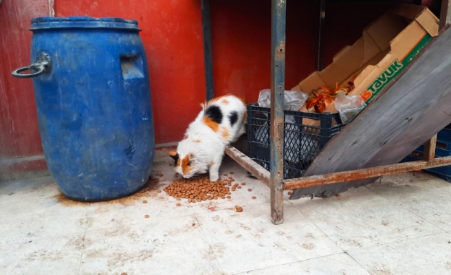 Siverek’te sokak hayvanları unutulmadı