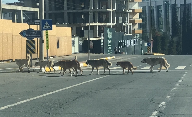 Sokak köpekleri tedirgin ediyor