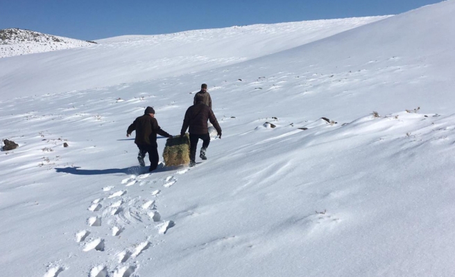Urfa'da hayvanlar için karlı yolları aştılar