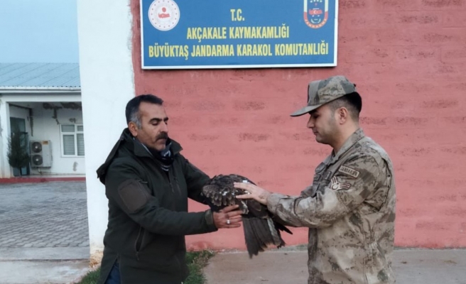 Akçakale'de yırtıcı kuş yaralı halde bulundu