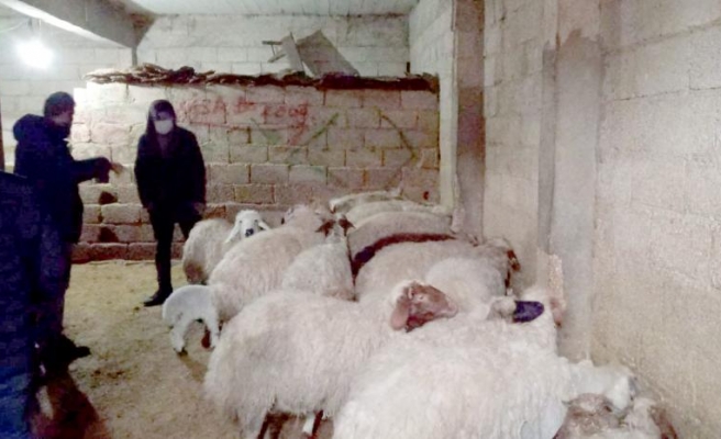 Çalıntı hayvanlar Şanlıurfa’da bulundu