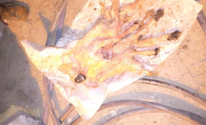 Şanlıurfa’da hayrete düşüren doğum!