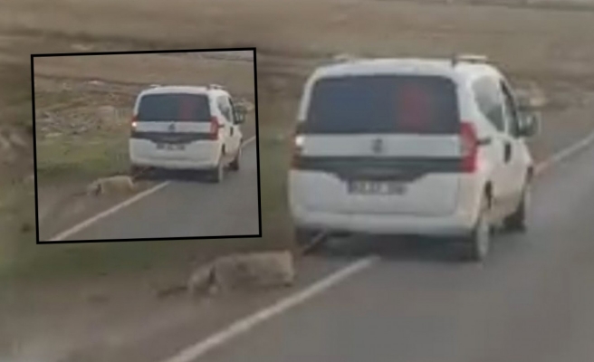 Koyunun içler acısı görüntüsü yürek burktu