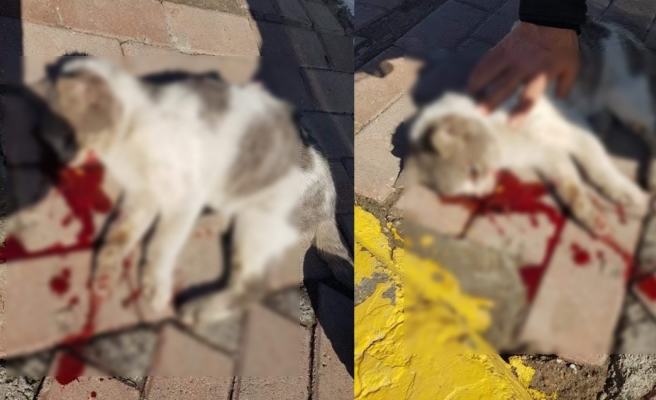 Vicdansız sürücü kediyi ezip kaçtı