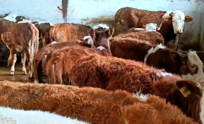 Büyükbaş hayvan sayısında son durum ne?