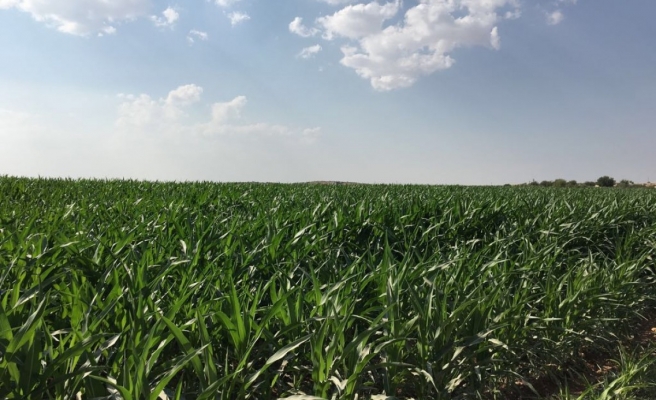 Gübre fiyatlarına yüzde 30 indirim