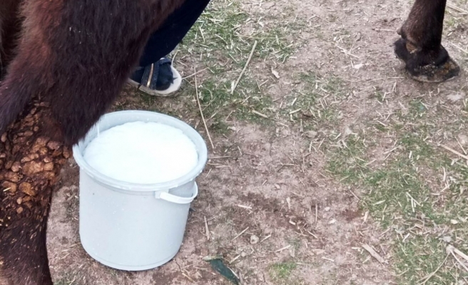 Türkiye’de ne kadar ton inek sütü üretildi?