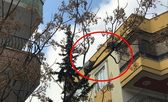 Ağaçta mahsur kalan kedileri itfaiye umursamadı