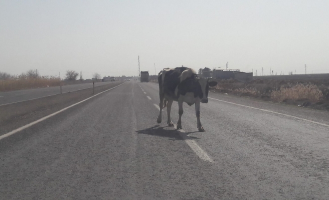 Trafikte tehlike oluşturdu