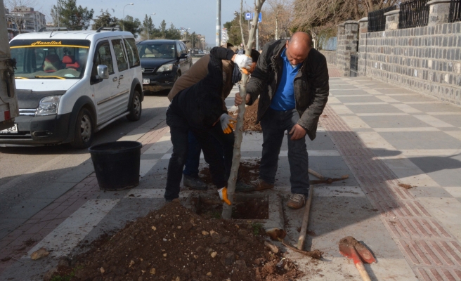 Siverek’te kaldırım ve refüjler ağaçlandırılıyor