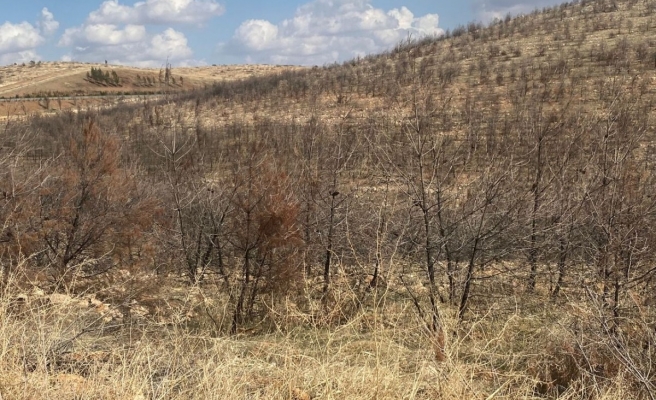 Yanan ormanlık alana hala fidan ekilmedi!