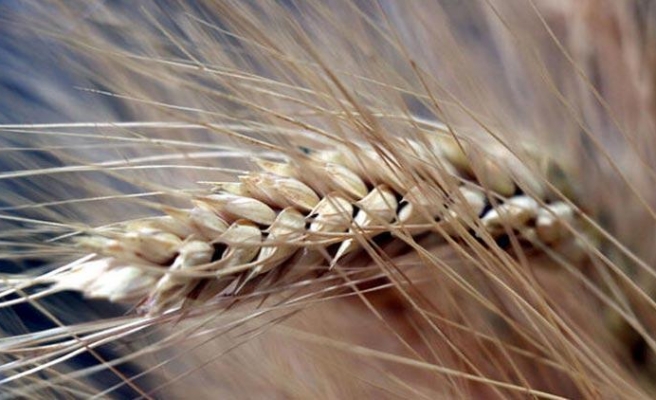 Bakanlık açıkladı: ‘Hububatta arz sıkıntısı yaşanmayacak’