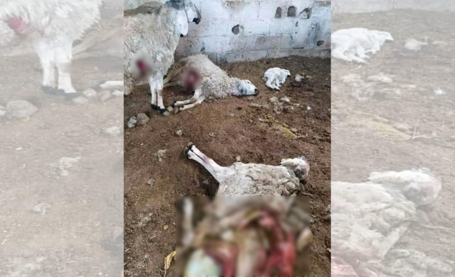 Benekli sırtlan küçükbaş hayvanları telef etti