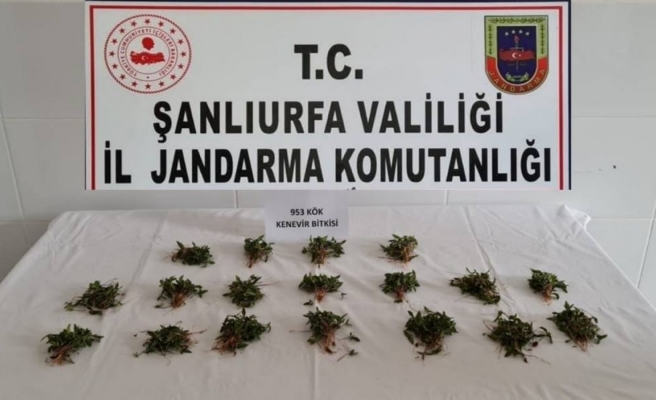 Arpa tarlasına kenevir eken şahıs gözaltında