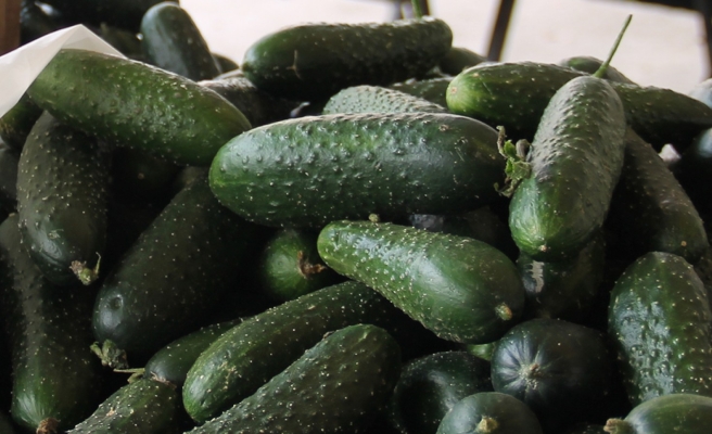 Şanlıurfa pazarlarında 'hıyar' bolluğu