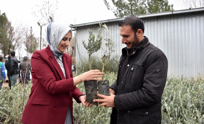 Siverek’te vatandaşlara fidan desteği