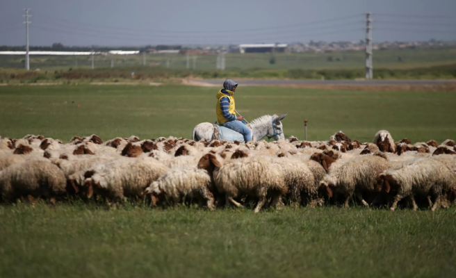 TİGEM’e çoban alınacak