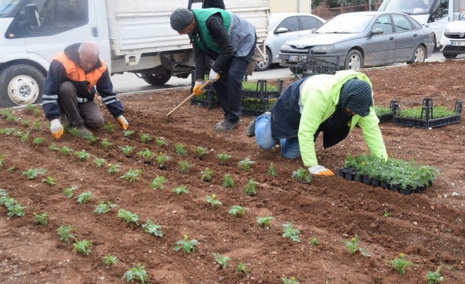 Viranşehir’i gül ve çiçeklerle donatıyorlar
