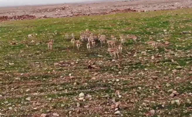 Cudi Dağına bırakılan ceylanlar havadan görüntülendi