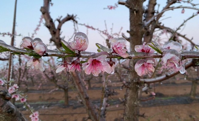 Şanlıurfa'da zirai don nektari ağaçlarını vurdu!