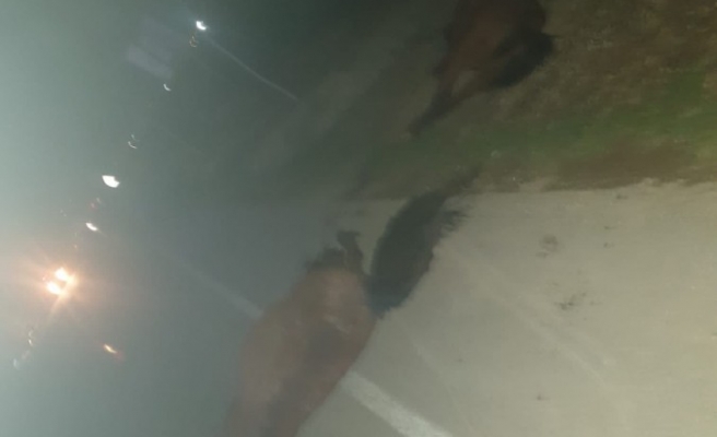 Akçakale'de  araç atlara çarptı!