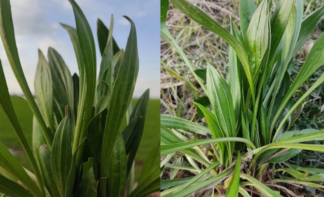 Bin derde deva olan sinir otu