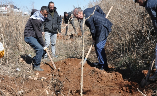 Yalçınkaya: 1 milyona yakın ağacı toprakla buluşturduk