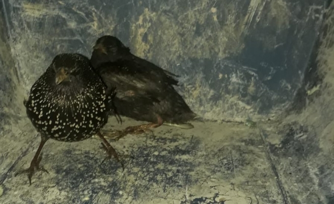 Şanlıurfa’da yaralı halde bulundu