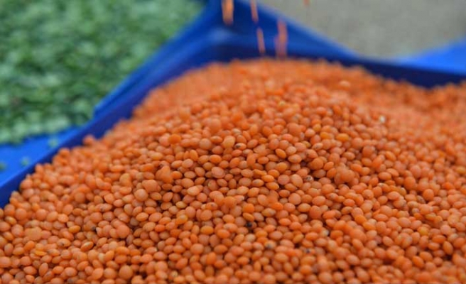 Ülke üretiminin yarısını Urfa karşılıyor