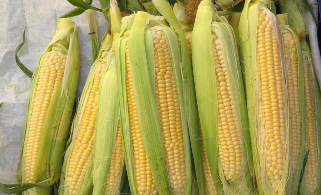 En çok mısır üreten illerin başında Urfa geliyor