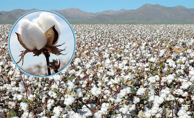 Urfa lif pamuk üretiminde yine birinci sırada