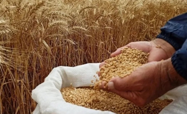 Buğdaya fahiş zam!
